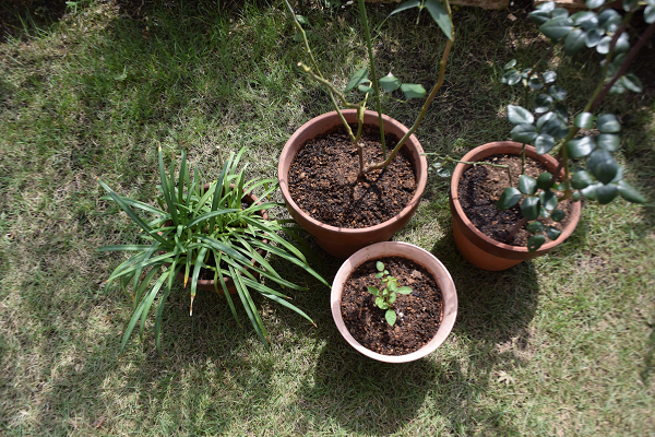 植え替え後