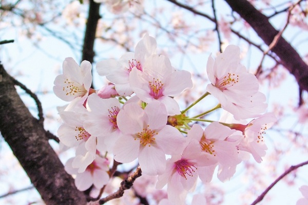 桜、アイキャッチ